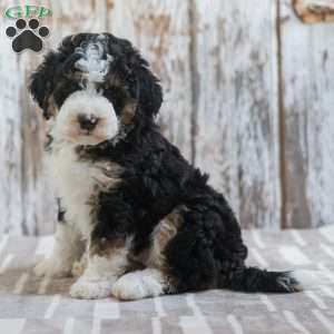 India, Mini Bernedoodle Puppy